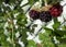 Blackberries with Water droplets Background