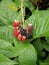 Blackberries in woods & x28;Wisconsin wildlife south& x29;