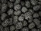 Blackberry background. Fresh ripe organic blackberries flatlay