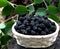 Blackberry basket