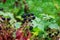 BlackBerry berries on a branch close-up. A BlackBerry Bush. Blackberries in the summer garden. Healthy food for vegans