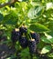 Blackberry berries close-up.Delicious blackberries on a green branch in the forrest. High quality photo