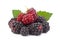 Blackberry berries with leaf