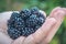 Blackberry berries in the palms. Keep blackberry in your hands. Food supply