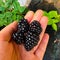 Blackberry, black fruit, sweet and sour taste