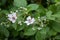 Blackberry blossoms and buds blooming. Blackberry flowers Rubus sectio Rubus.