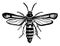 Blackberry Borer Female, vintage illustration