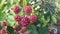 Blackberry. Bramble fruits in red. Unripe fruits.