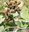 Blackberry bramble in june