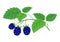 Blackberry branch with berries vector illustration.
