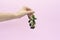 Blackberry branch in female hand isolated on light pink background