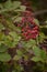 Blackberry branches with manny red and black fruits. Rubus plicatus unripe on cloudy day