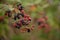 Blackberry branches with manny red and black fruits. Rubus plicatus unripe on cloudy day