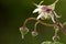 Blackberry buds and blossom in a close-up shot in evening light with a green background