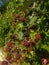 A blackberry bush bathing in the hot sicilian sunlight