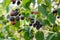 Blackberry bush with berries, bramble, dewberry