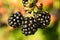 Blackberry on bush with bokeh. Blurred background. Vitamin rich fruit from garden