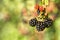 Blackberry on bush with bokeh. Blurred background. Vitamin rich fruit from garden