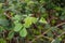 Blackberry bush close-up