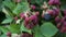 Blackberry bush closeup detail bunch fruit berry black red