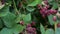 Blackberry bush closeup detail bunch fruit berry black red