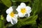 Blackberry bush flowers (Rubus fruticosa)