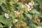 Blackberry bush with flowers and unripe blackberries growing in organic garden