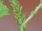 Blackberry Bush with Green fly Aphids. Macro Close Up