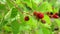 Blackberry bush grows in the garden. Close-up of unripe blackberry berries hanging from the bush with green leaves