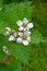 Blackberry flowers are artisanal Rubus fruticosus L