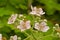 Blackberry flowers and buds - Rubus fruticosus