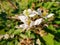 Blackberry flowers closeup.