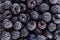 Blackberry. Fresh organic berries. Background from fresh blackberrys