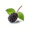 Blackberry: Fresh And Vibrant Berries On A White Background