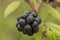 Blackberry fruit with green leafs