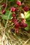 Blackberry fruit growing on branch blackberries in wild