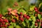 Blackberry fruit growing on branch blackberries in wild