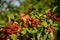 Blackberry fruit growing on branch blackberries in wild