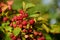 Blackberry fruit growing on branch blackberries in wild