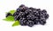 Blackberry fruit with leafs