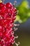 Blackberry fruit organic - Detail of a blackberry with blue sky in the background