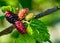 Blackberry fruit organic on mulberry tree - Detail of blackberry on mulberry tree with blurred background