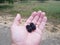 Blackberry fruit in palm of hand with gold ring