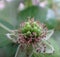 Blackberry fruit Unripe