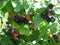 Blackberry grows in the garden. Ripe and unripe blackberry on a background of berry bush. Natural pharmacy. Organic food