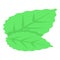 Blackberry leaves icon, isometric style