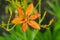 Blackberry lily flower