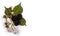 Blackberry mulberry ripe and unripe fruit with flowers and leaves. Wild fruits at white background.