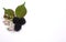 Blackberry mulberry ripe and unripe fruit with flowers and leaves. Wild fruits at white background.