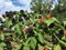 Blackberry picking